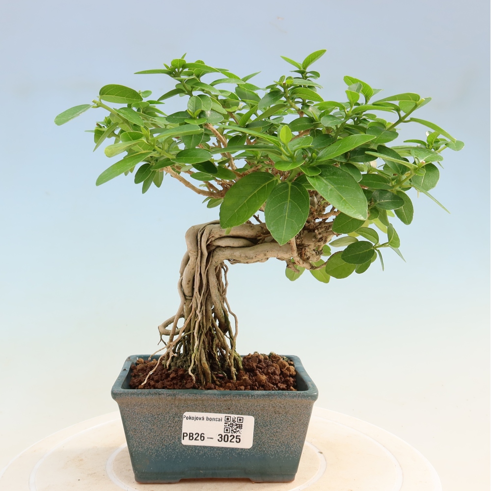 Indoor bonsai - Premna serratifolia - Kozlovna malolista