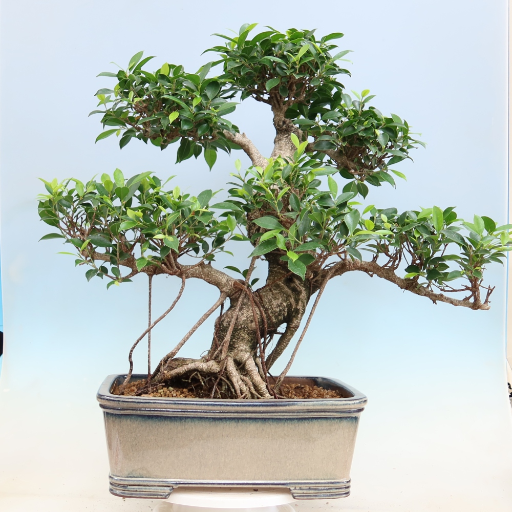Room bonsai - Ficus kimmen - small-leaved ficus