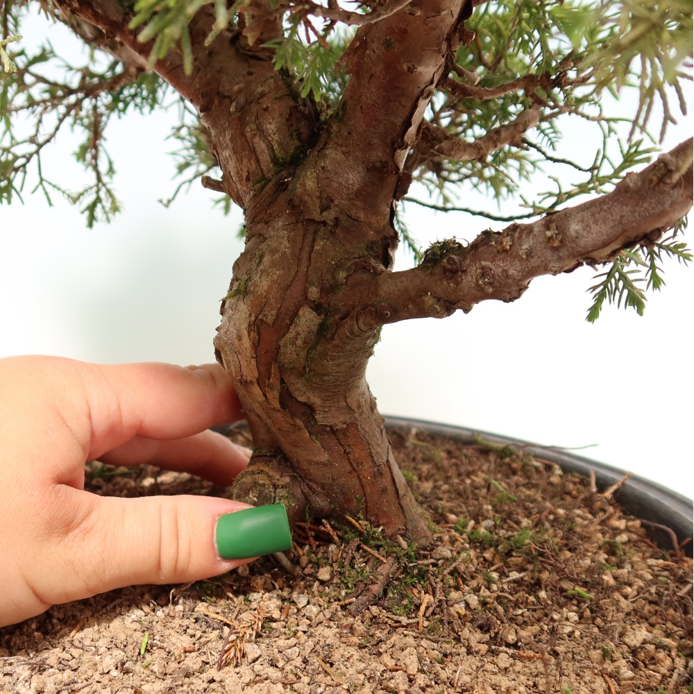 Outdoor Bonsai - Juniperus chinensis Itoigawa - Chinese Juniper