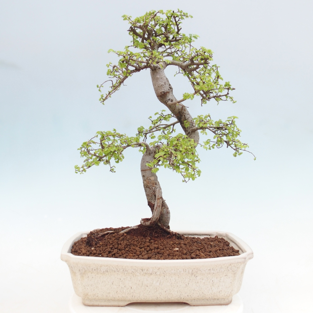Room bonsai - Ulmus parvifolia - Small-leaved elm