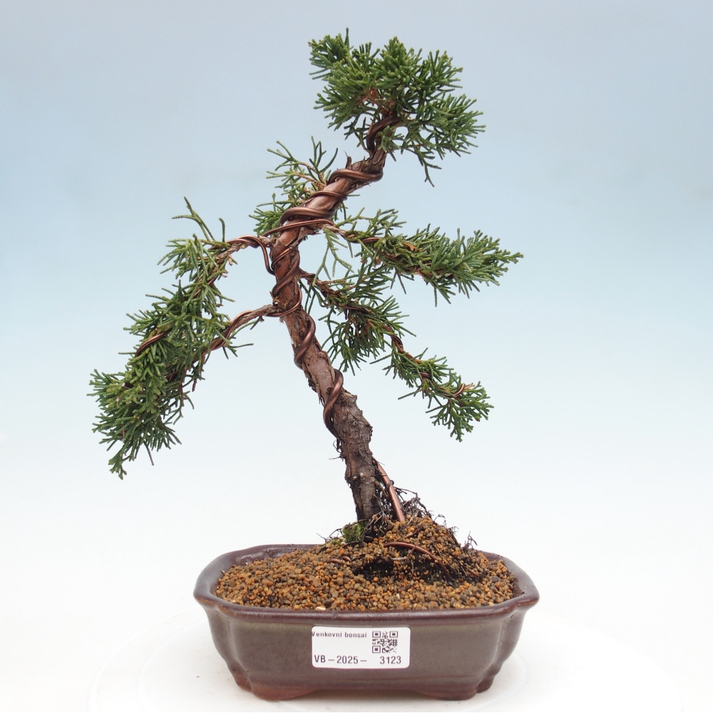 Outdoor bonsai - Juniperus chinensis Kishu - Chinese Juniper