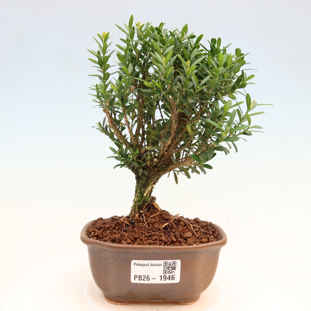 Room bonsai - Buxus harlandii - cork buxus