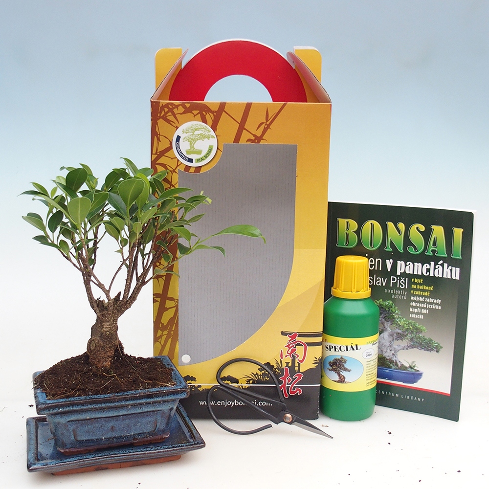Room bonsai in gift box Ficus retusa - Small-leaved ficus