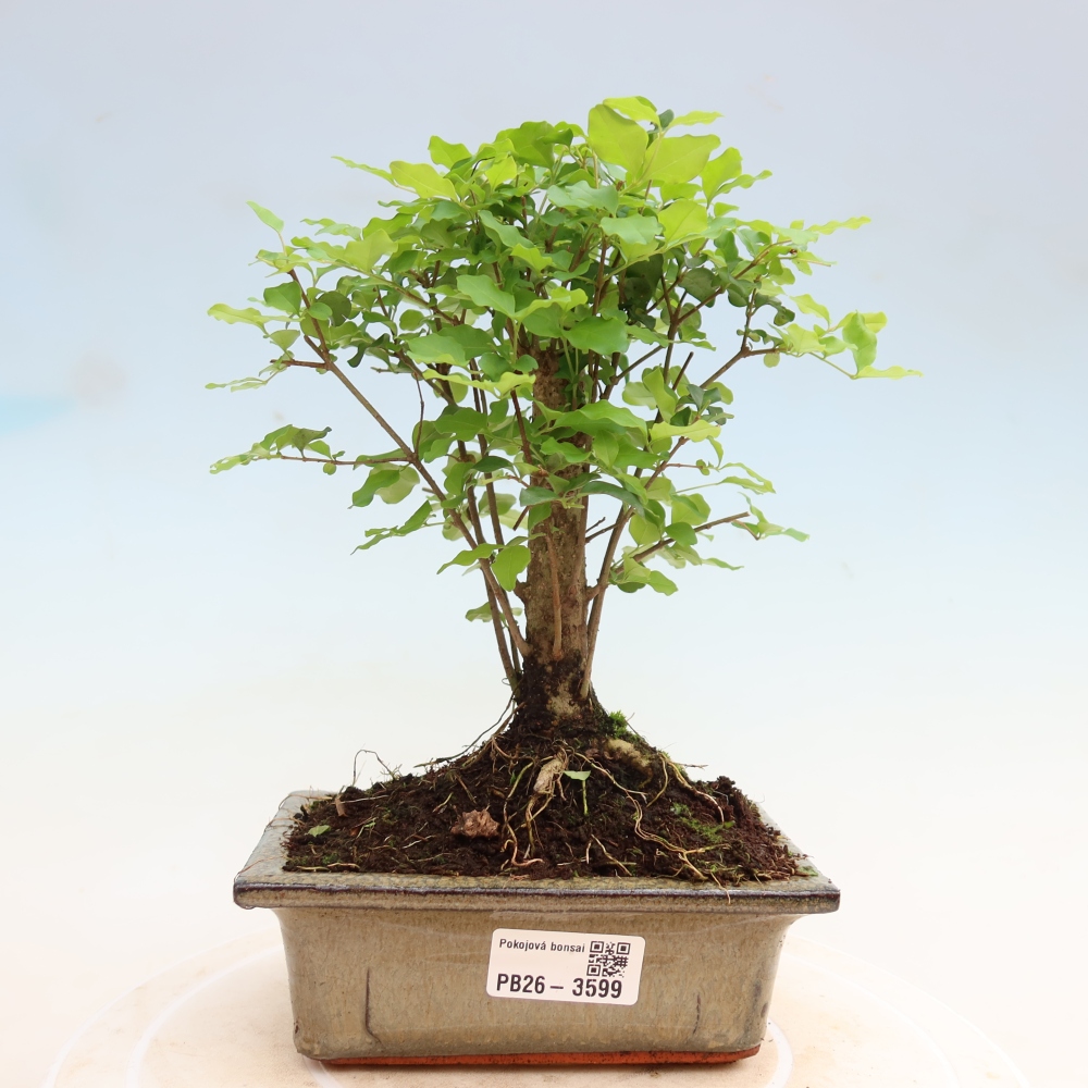 Room bonsai -Ligustrum chinensis - Birds Beak