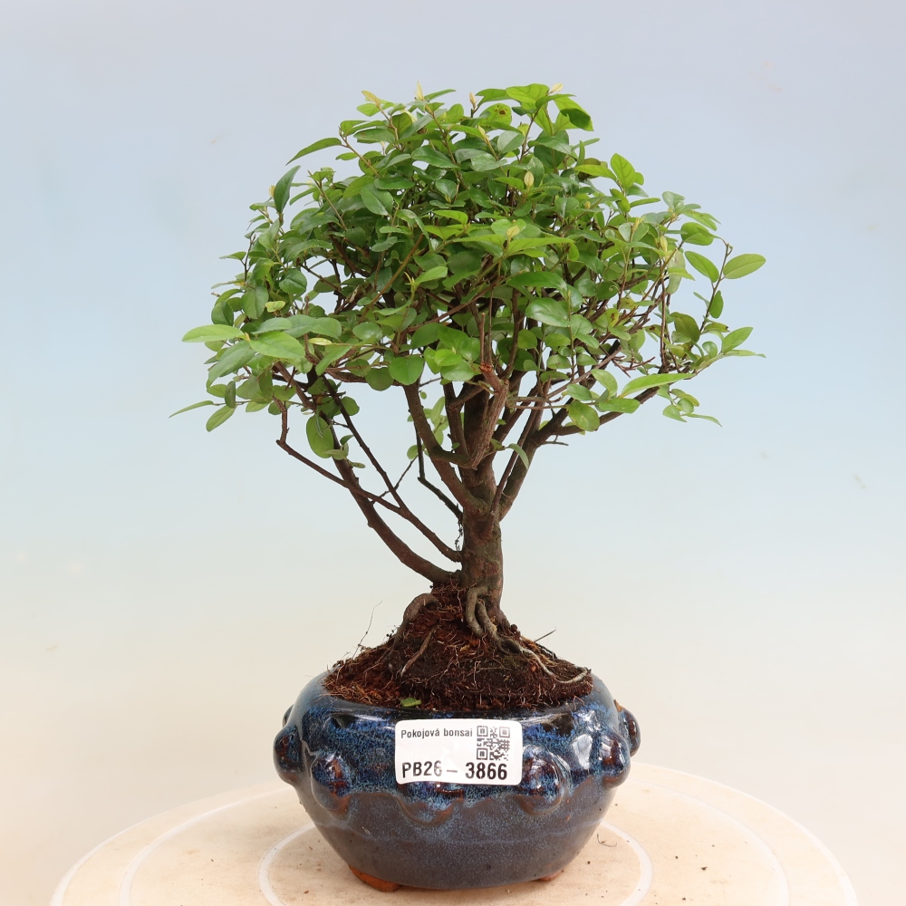 Room bonsai - Sageretia thea - Sageretia thea