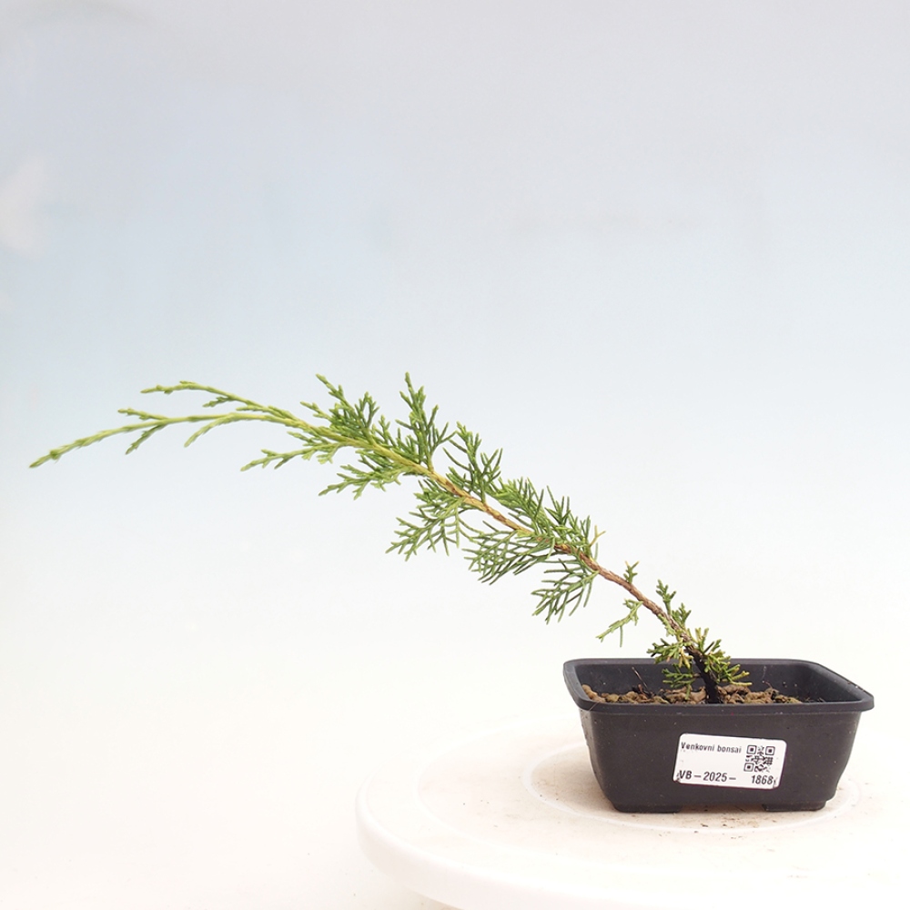 Outdoor bonsai - Juniperus chinensis Itoigawa - Chinese juniper
