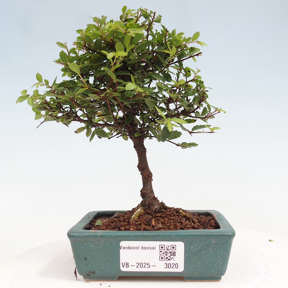 Outdoor bonsai - Ulmus parvifolia Sagei - Small-leaved elm
