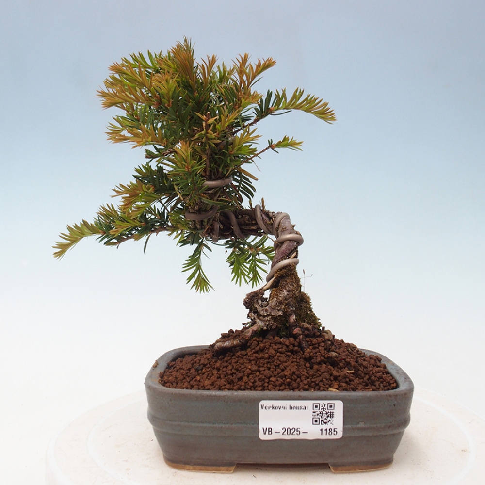 Outdoor bonsai - Taxus cuspidata - Japanese yew