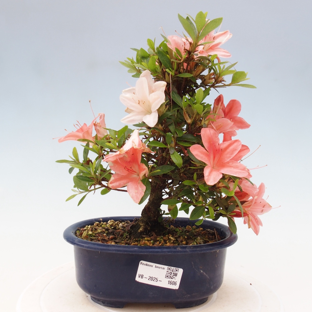 Outdoor bonsai - Japanese azalea - Azalea Nikko