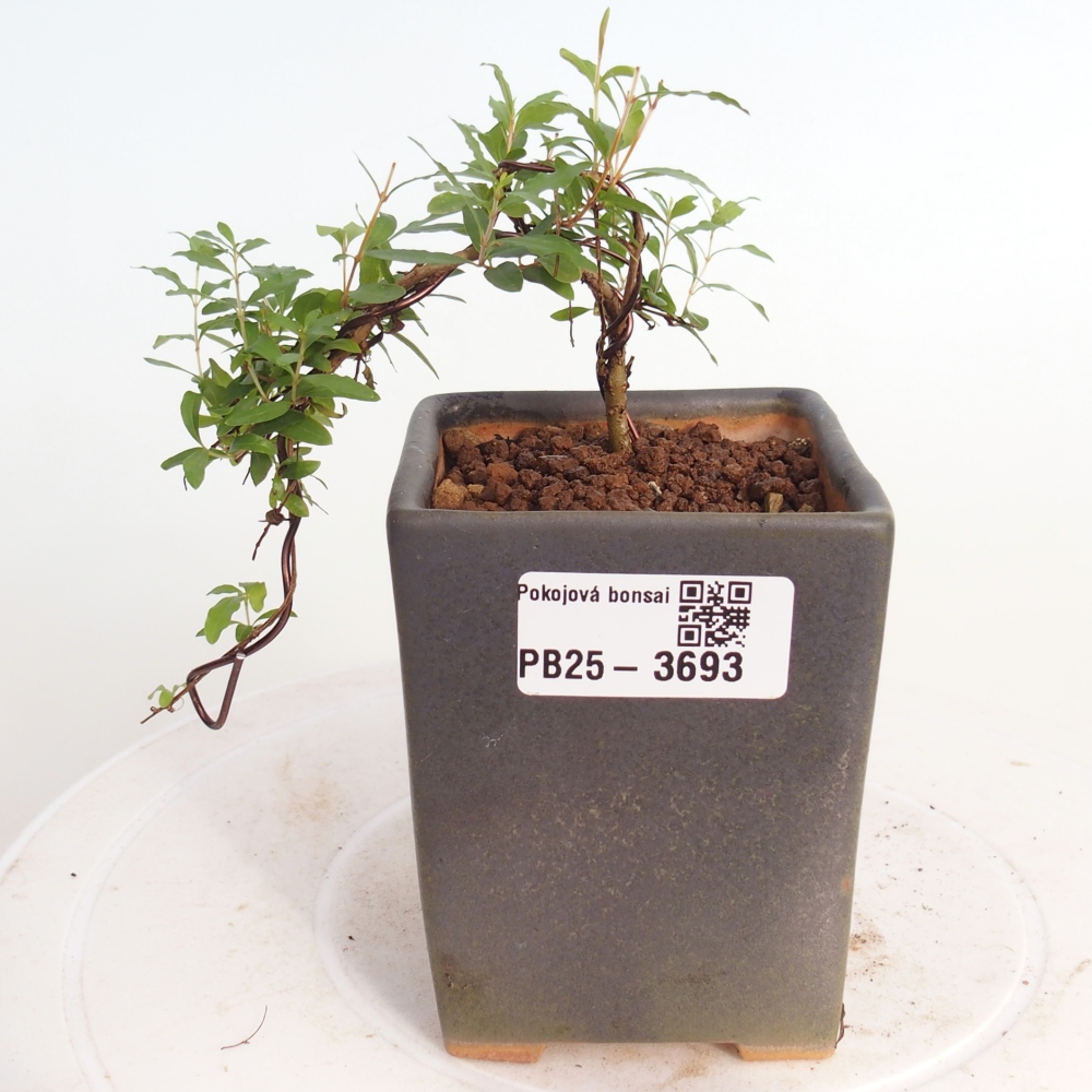 Room bonsai-PUNICA granatum nana-Granate apple