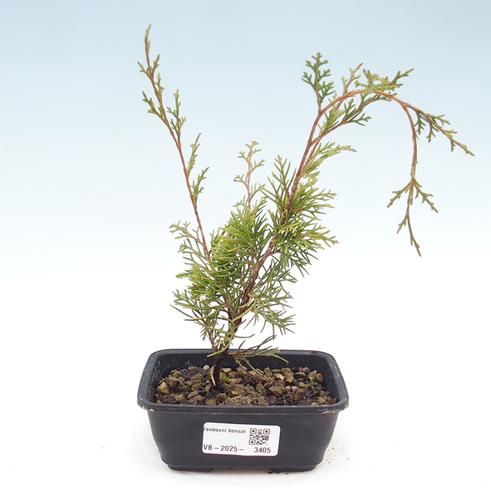 Outdoor bonsai - Juniperus chinensis Itoigawa - Chinese juniper