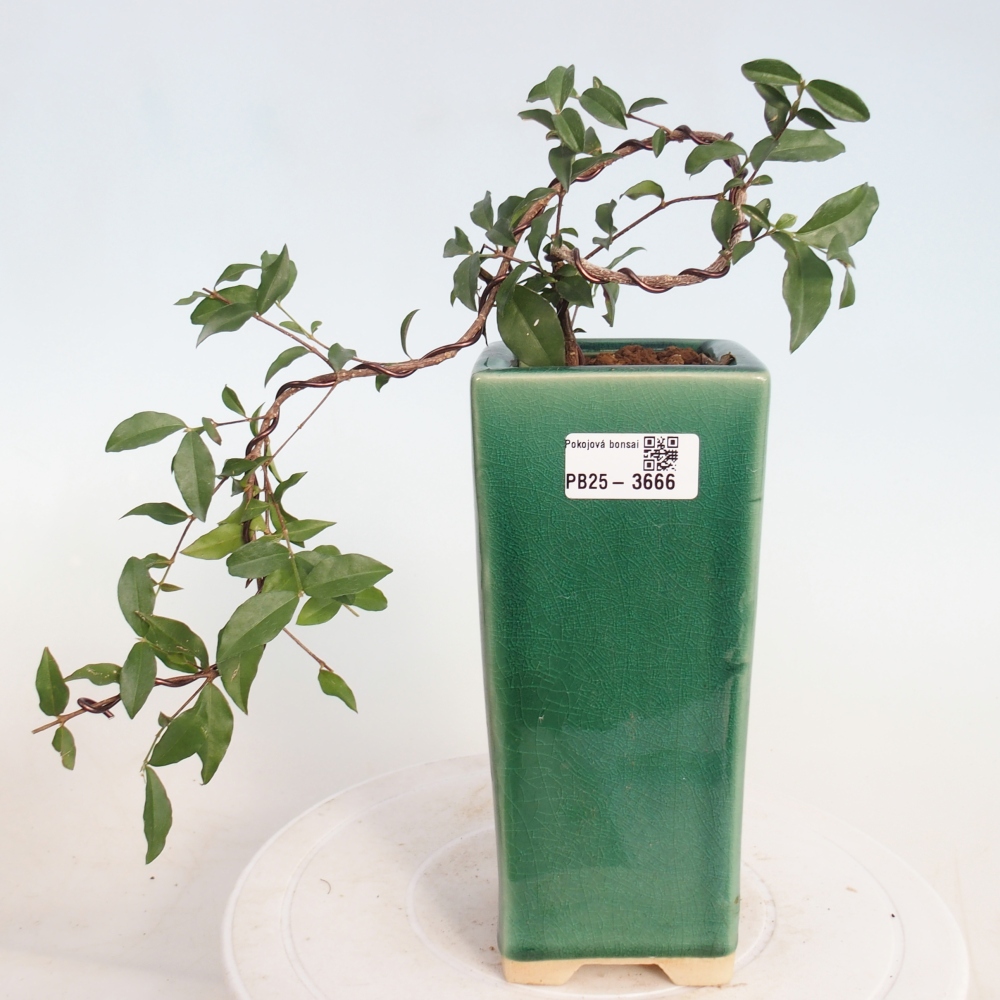 Room bonsai - Malpighia coccigera- Barbdor Cherry