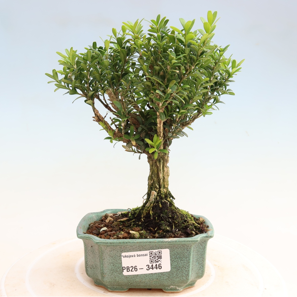Room bonsai - Buxus harlandii - cork buxus