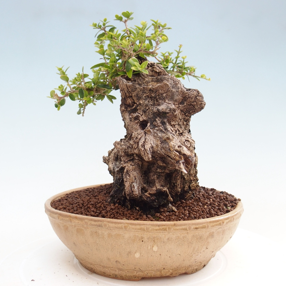 Indoor bonsai - Olea europaea sylvestris - European small-leaved olive oil