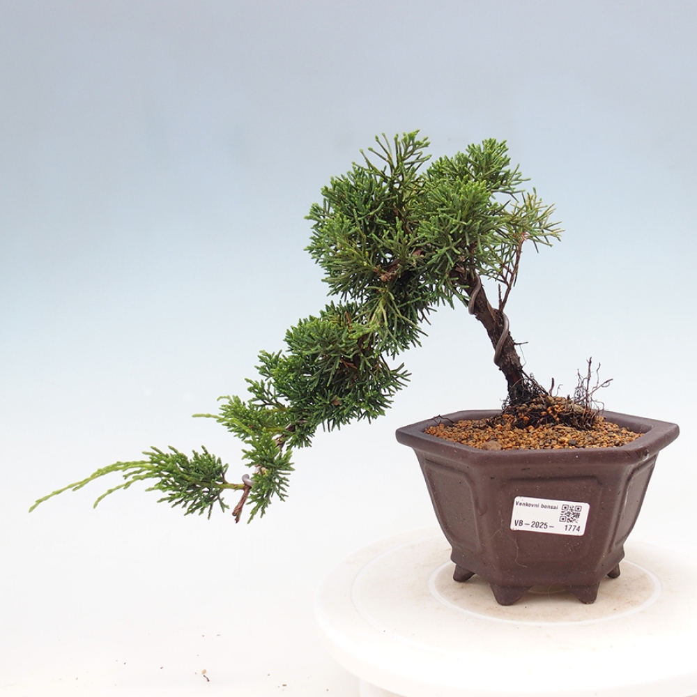 Outdoor bonsai - Juniperus chinensis Kishu - Chinese Juniper
