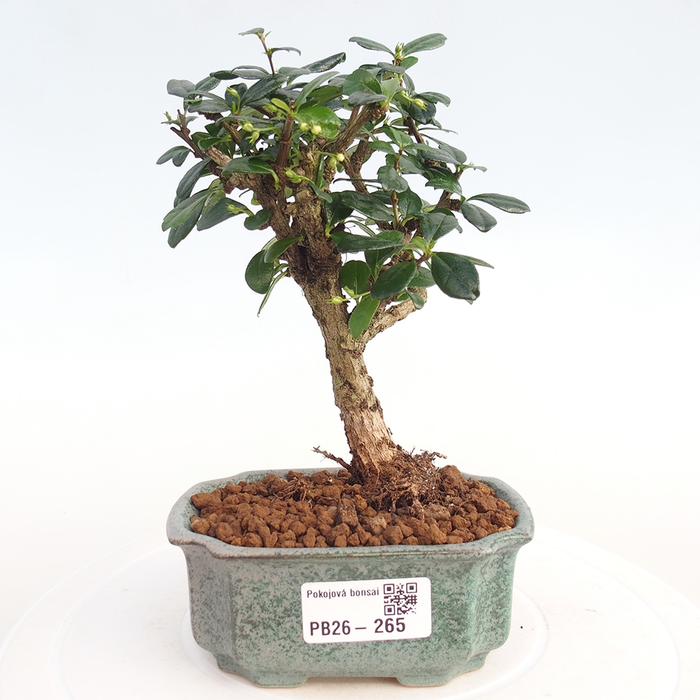 Room bonsai - Carmona macrophylla - Tea fuki