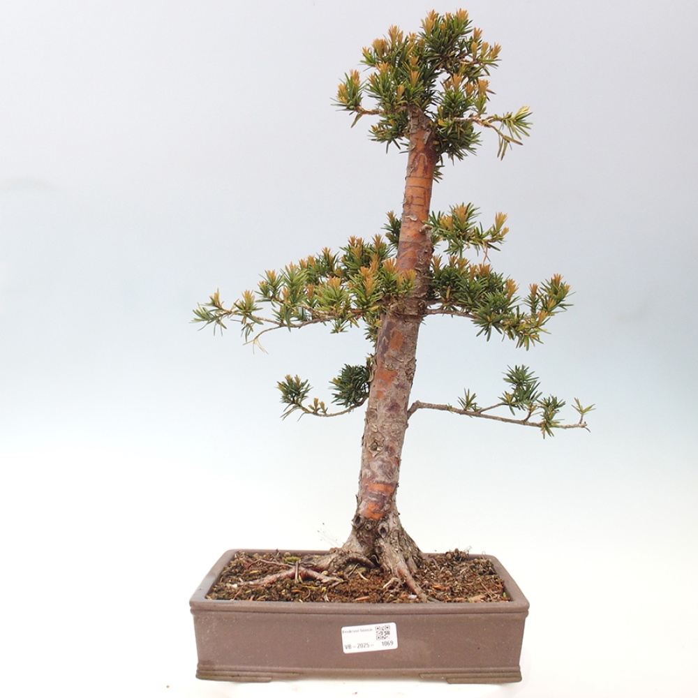 Outdoor bonsai - Taxus cuspidata - Japanese yew