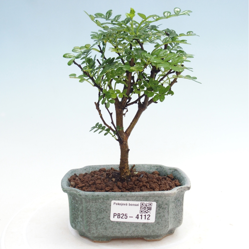 Room bonsai - Zantoxylum piperitum - Pepper tree 
