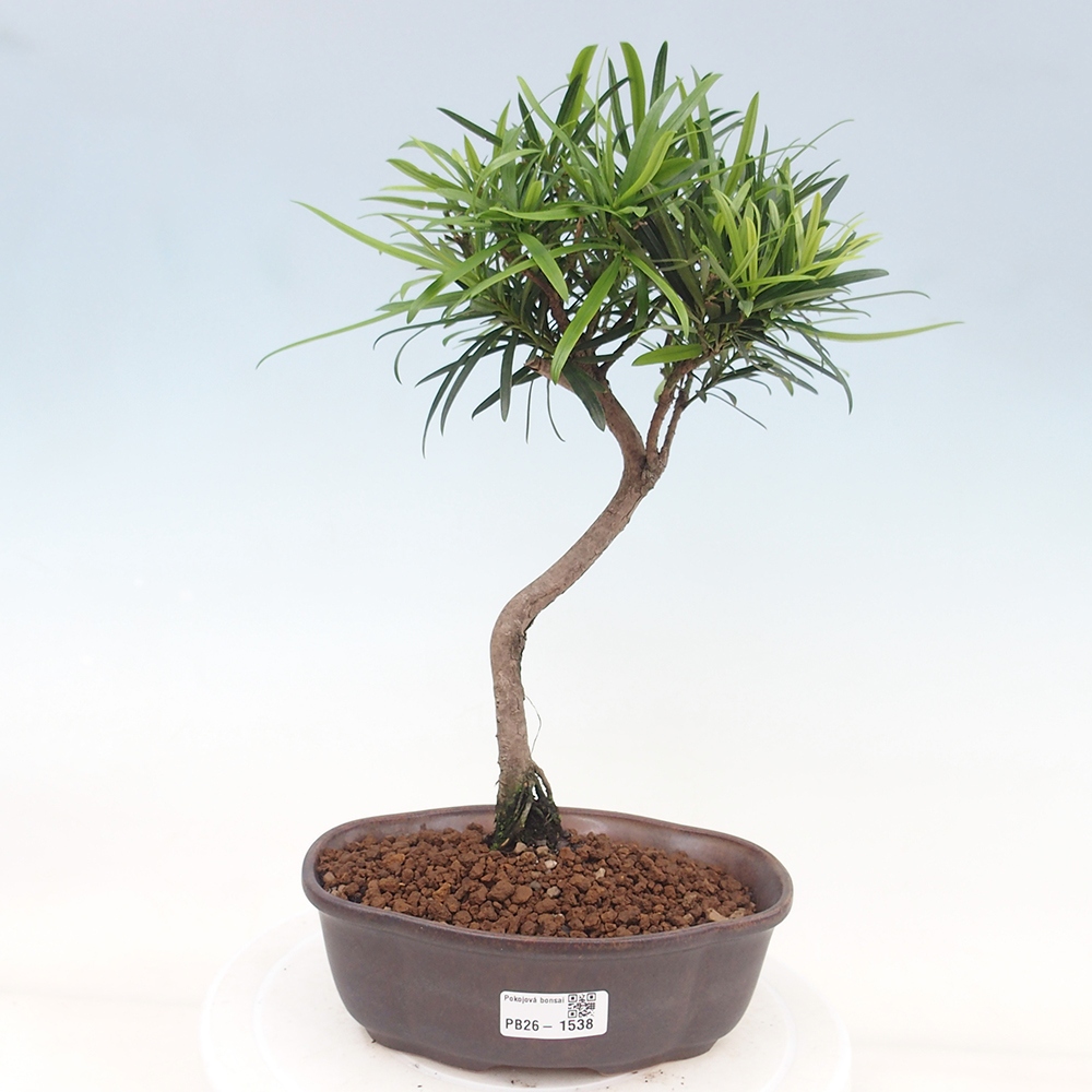Room bonsai - Podocarpus - Stone Yew