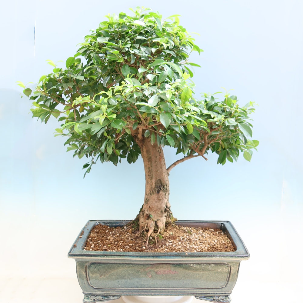 Room bonsai - Australian Cherry - Eugenia uniflora