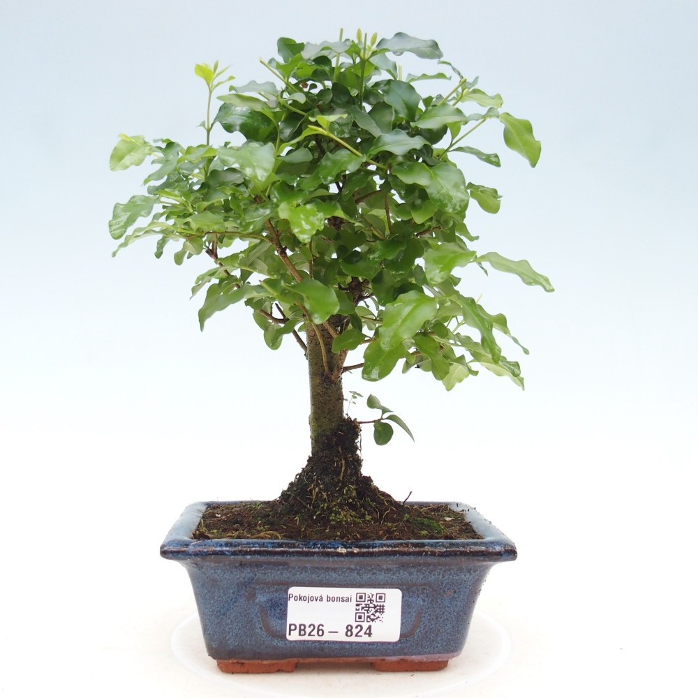 Room bonsai -Ligustrum chinensis - Birds Beak