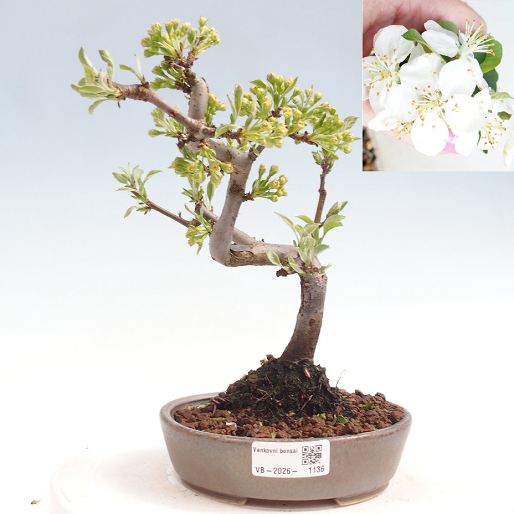 Outdoor bonsai - Malus sargentii - Small-fruited apple tree