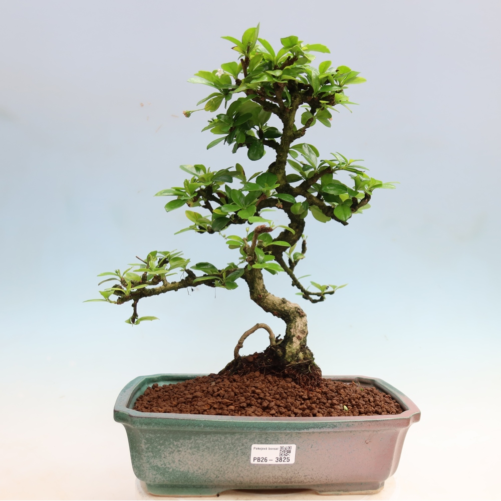 Room bonsai - Carmona macrophylla - Tea fuki