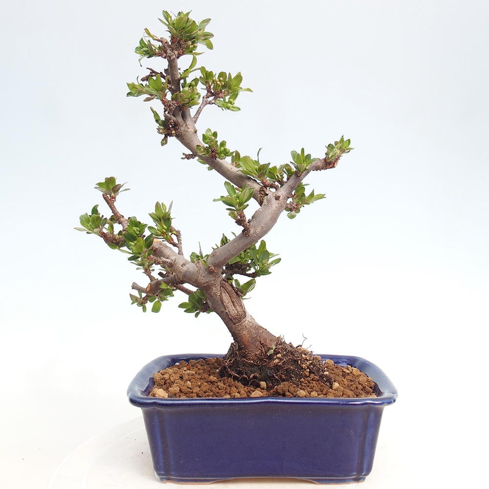 Outdoor bonsai - Malus sargentii - Small-fruited apple tree