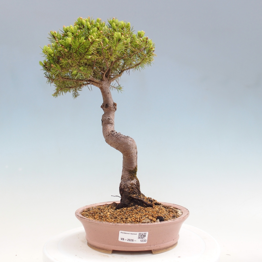 Outdoor bonsai - Spruce - Picea glauca globe