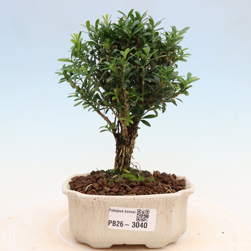 Room bonsai - Buxus harlandii - cork buxus