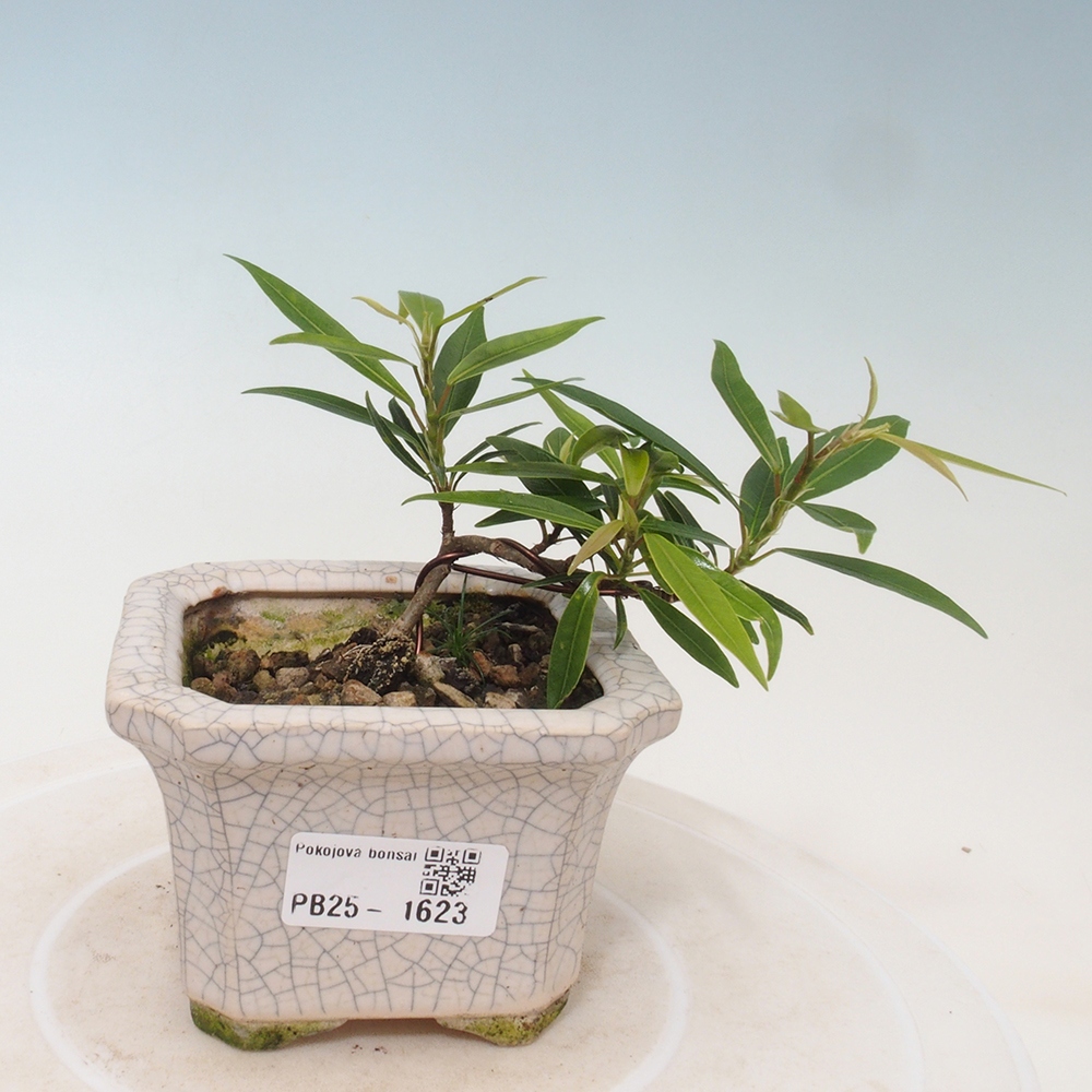 Indoor bonsai - Ficus nerifolia - small-leaved ficus