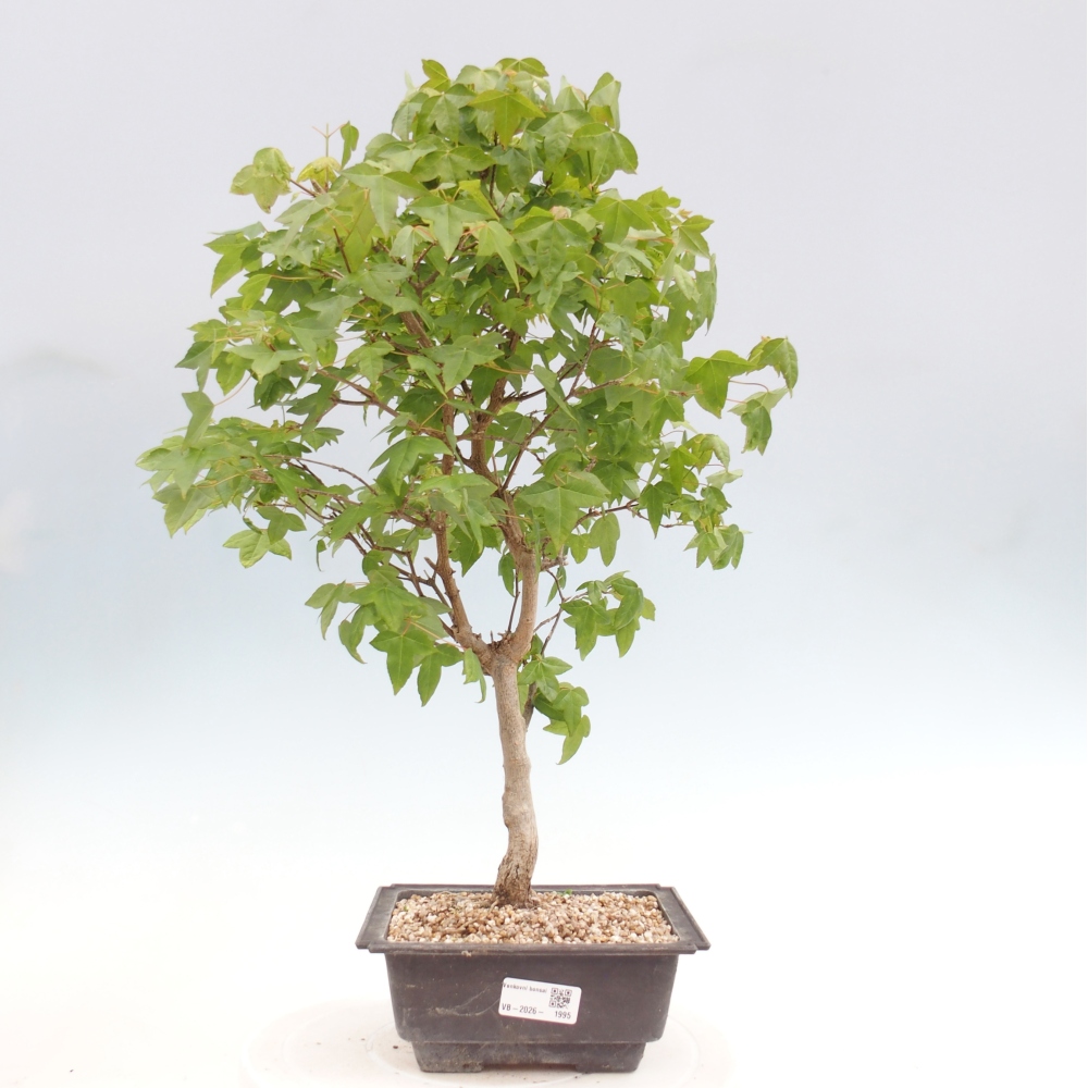 Outdoor bonsai - Acer Buergerianum - Burger Maple
