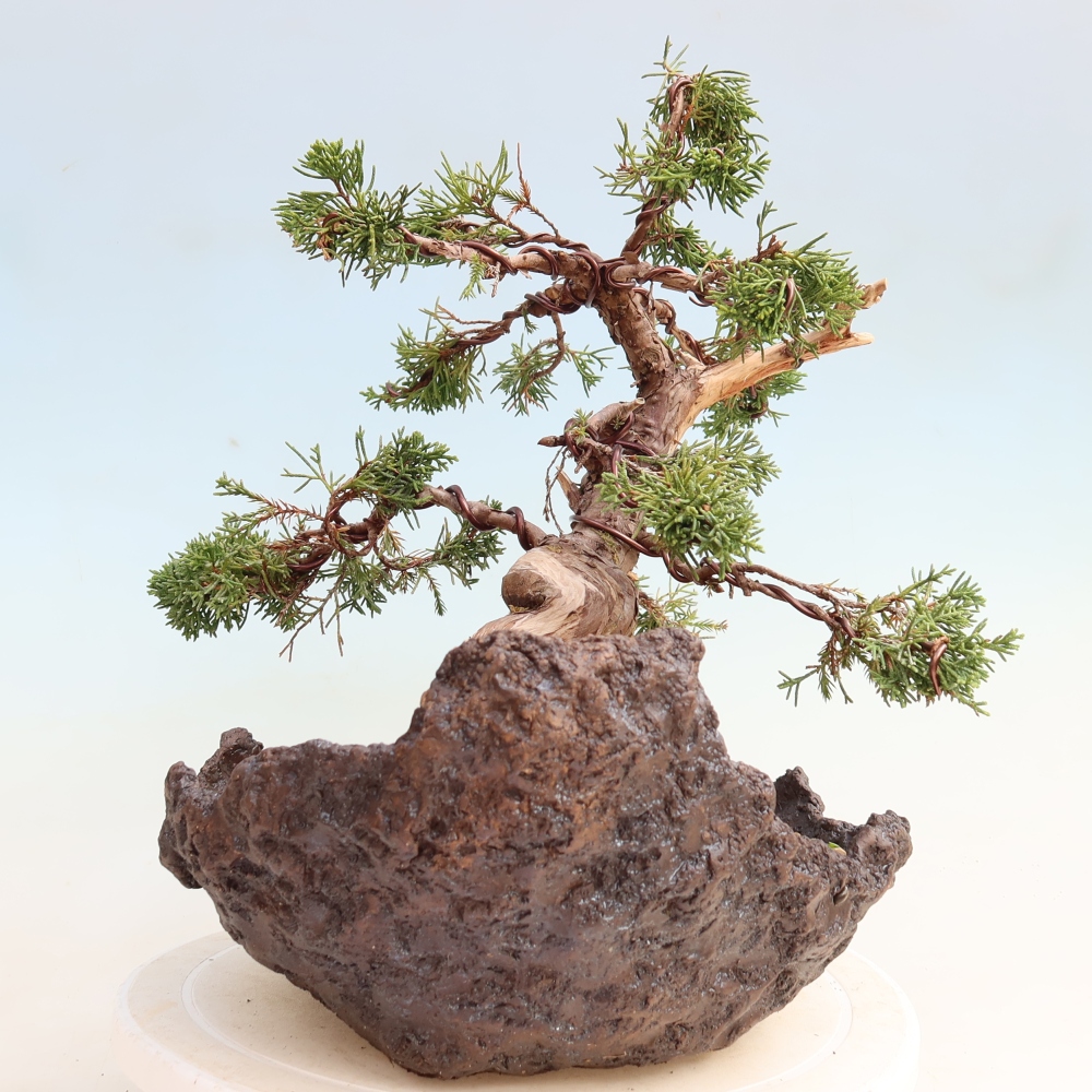 Outdoor Bonsai - Juniperus chinensis Itoigawa - Chinese Juniper