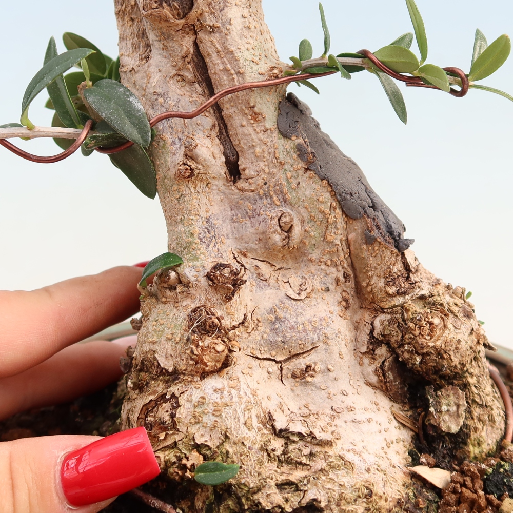 Indoor bonsai - Olea europaea sylvestris