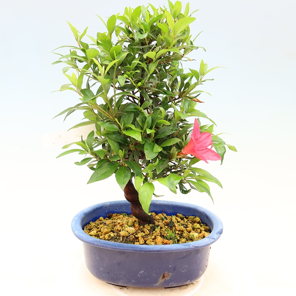 Outdoor bonsai - Japanese azalea - Azalea CHIHIRO