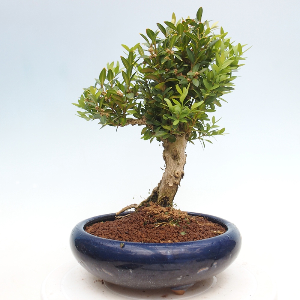Outdoor bonsai - Buxus sempervirens - boxwood