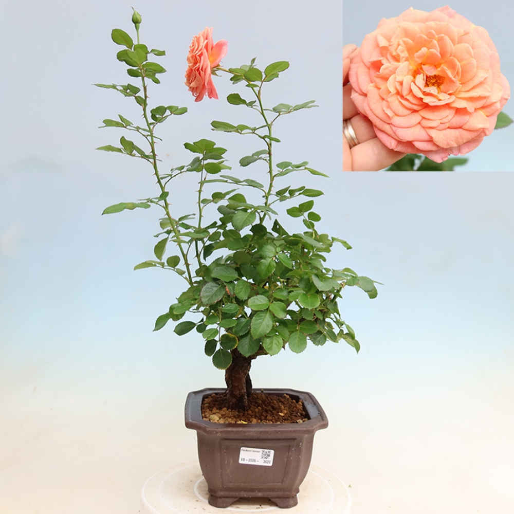 Outdoor Bonsai - Rosa Kordes - Rose