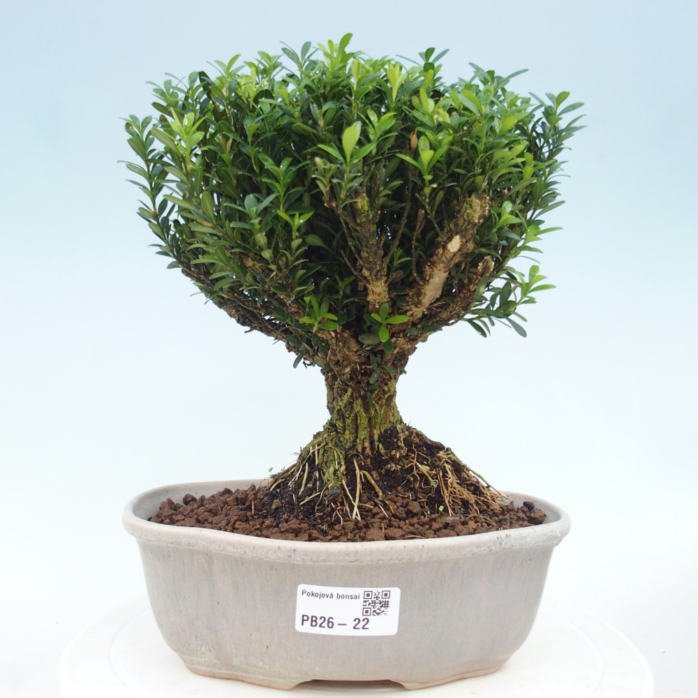 Room bonsai - Buxus harlandii - cork buxus