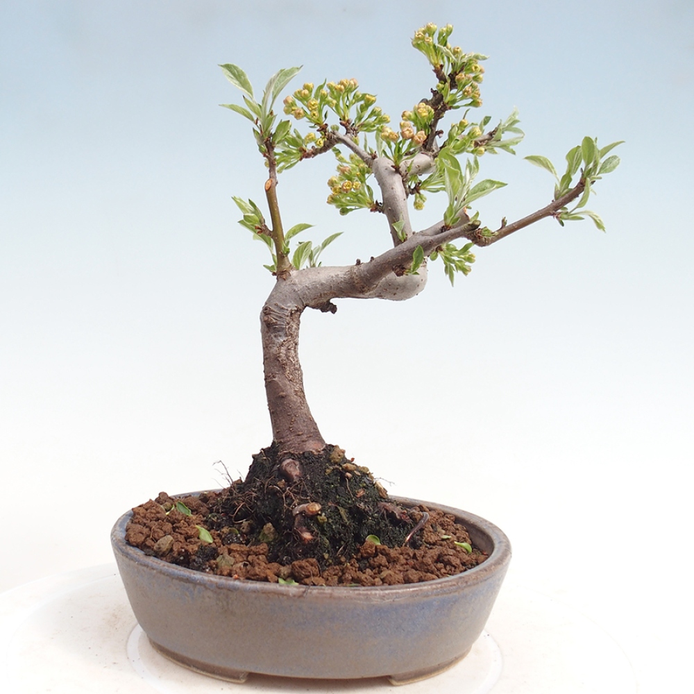 Outdoor bonsai - Malus sargentii - Small-fruited apple tree