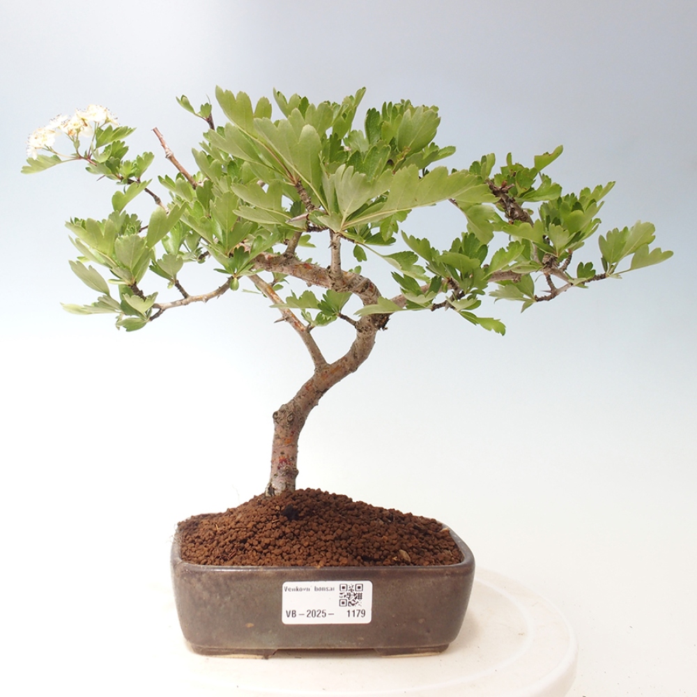 Outdoor bonsai - Hawthorn - Crataegus cuneata