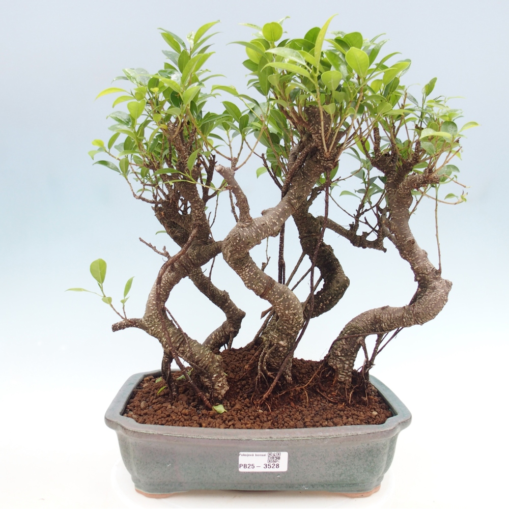 Room bonsai - Ficus kimmen - small-leaved ficus