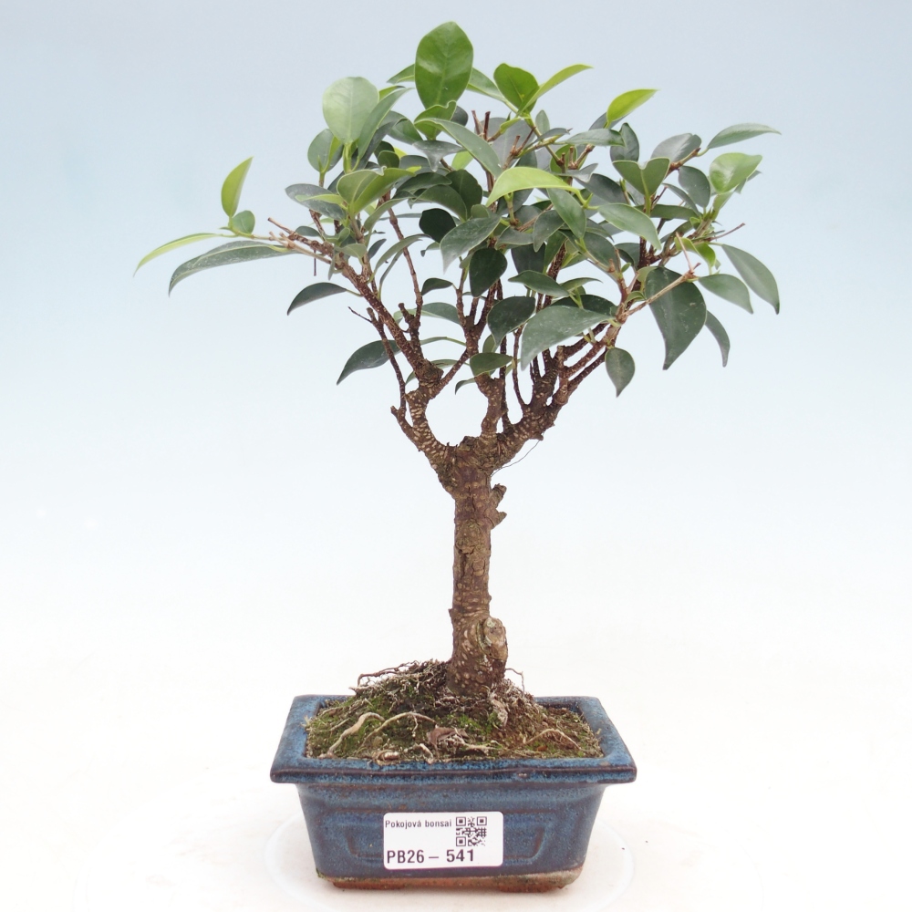 Room bonsai Ficus retusa kimmen
