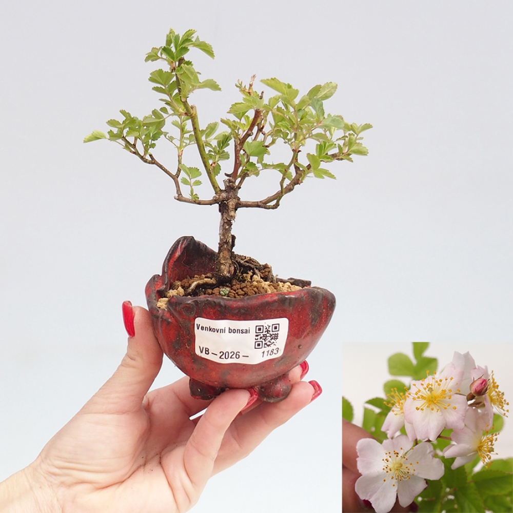 Outdoor bonsai - Rosa sp. - small-flowered rose