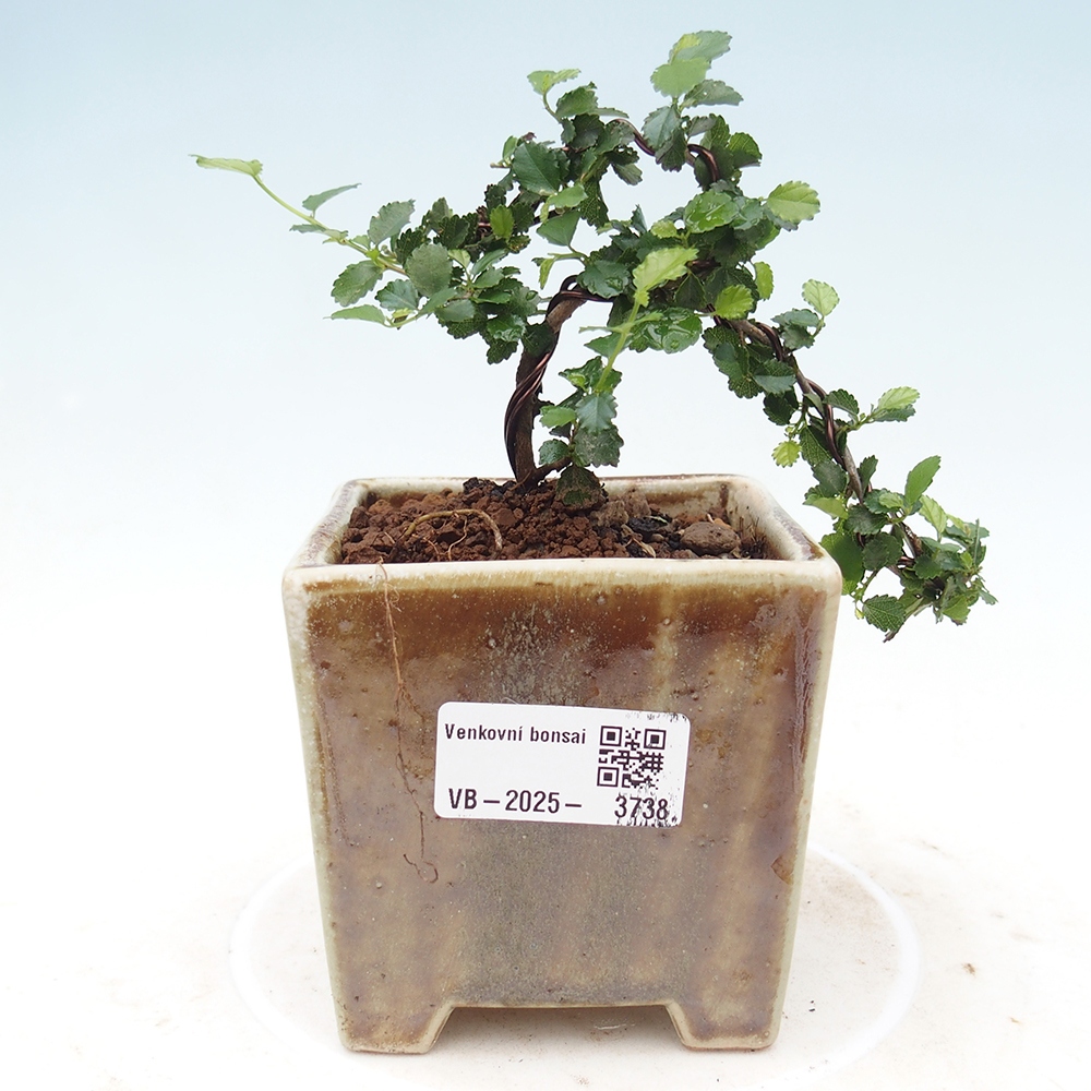 Indoor bonsai - Grewia sp. - Small-leaved Grewie