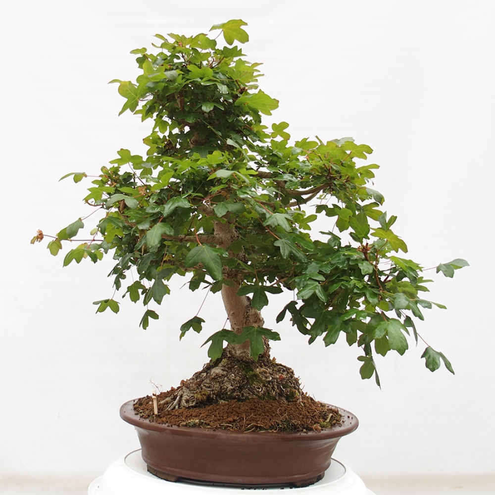 Outdoor bonsai - French Maple - Acer Nonspessulanum