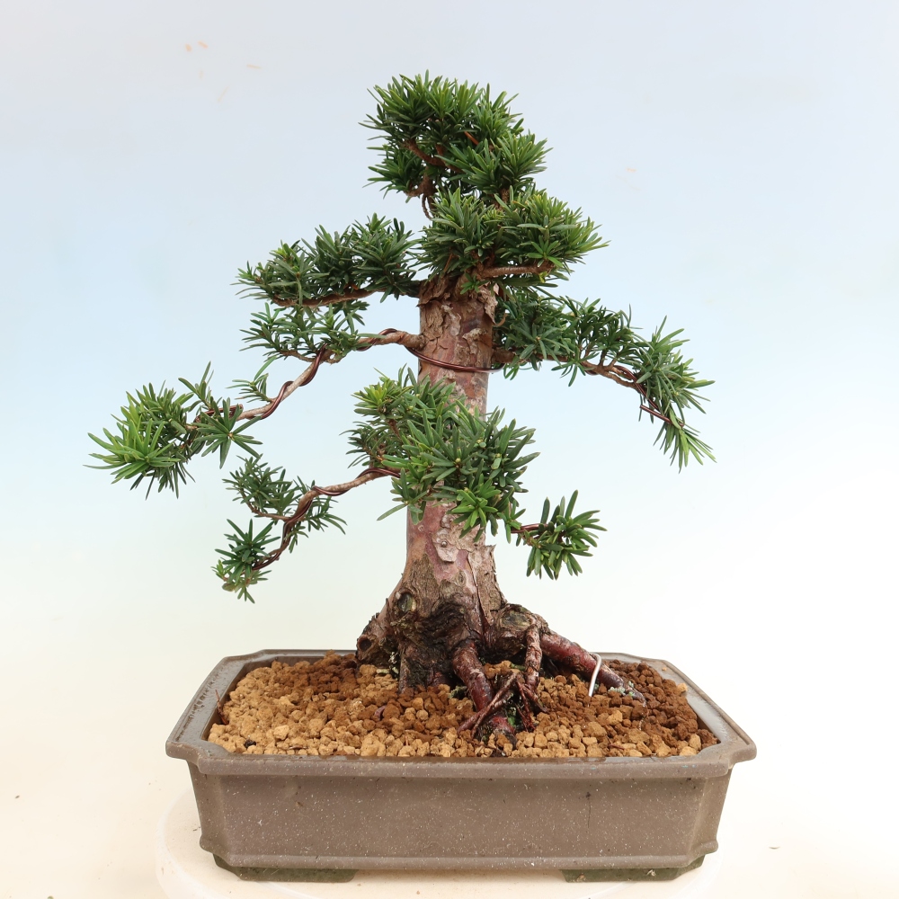 Outdoor Bonsai - Taxus cuspidata  - Japanese Yew