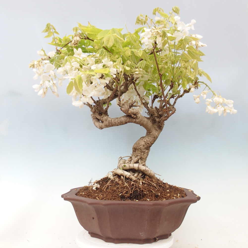 Outdoor bonsai - Vistaria - Wisteria