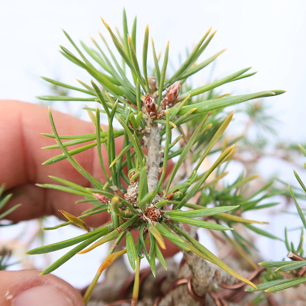 Pinus sylvestris Spain - Scots pine