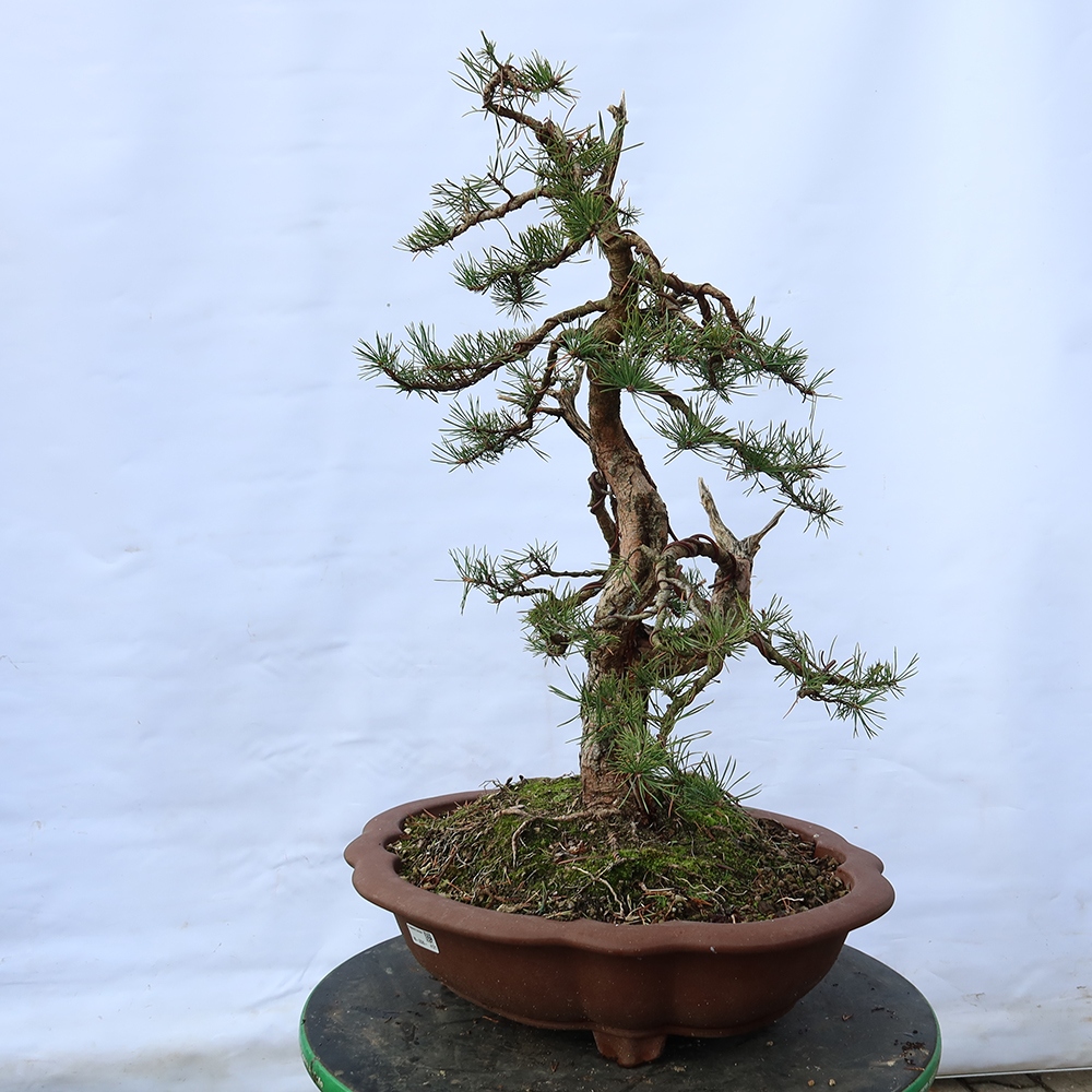 Pinus sylvestris Spain - Scots pine
