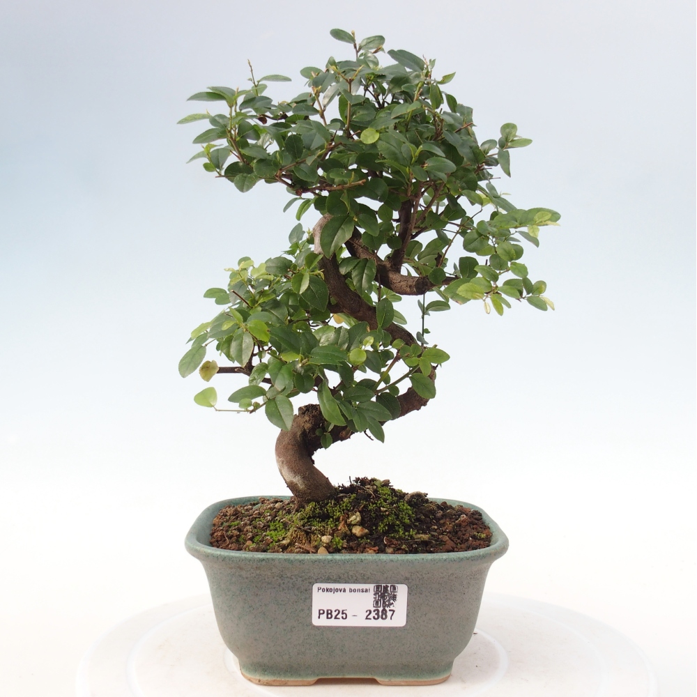Indoor bonsai - Sagerécie thea - Sagerécie thea
